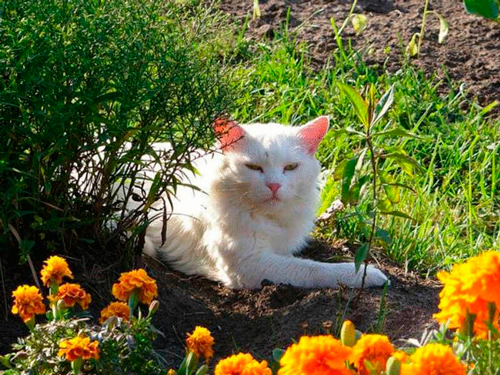 Как отучить кошку гадить на грядки в огороде советы 61