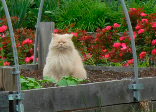 Как отучить кошку гадить на грядки в огороде 4