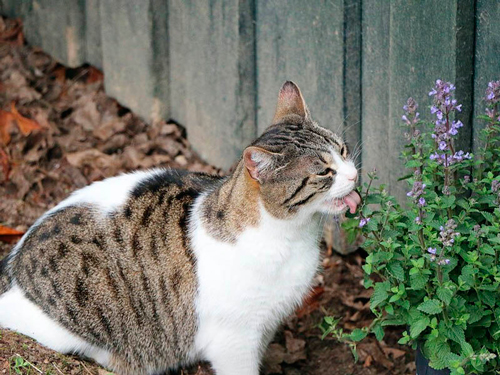 Как отучить кошку гадить на грядки в огороде 7