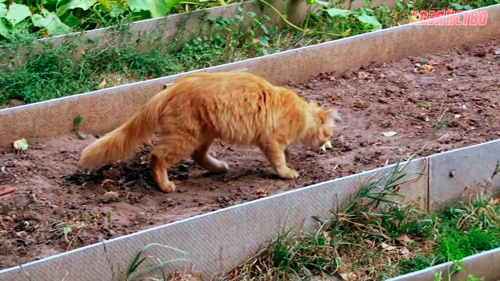 Как отучить кошку гадить на грядки в огороде 8