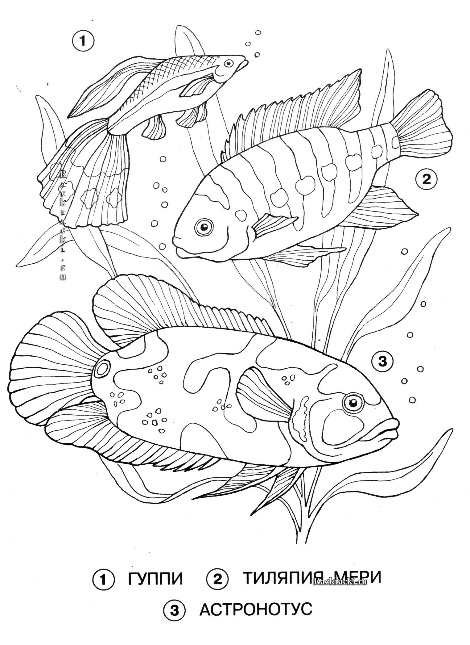 раскраска аквариумные рыбки средняя группа 5