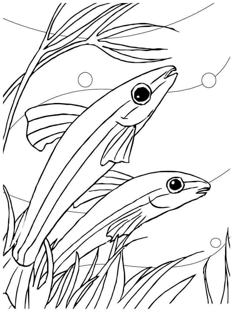 раскраска аквариумные рыбки для детей 3
