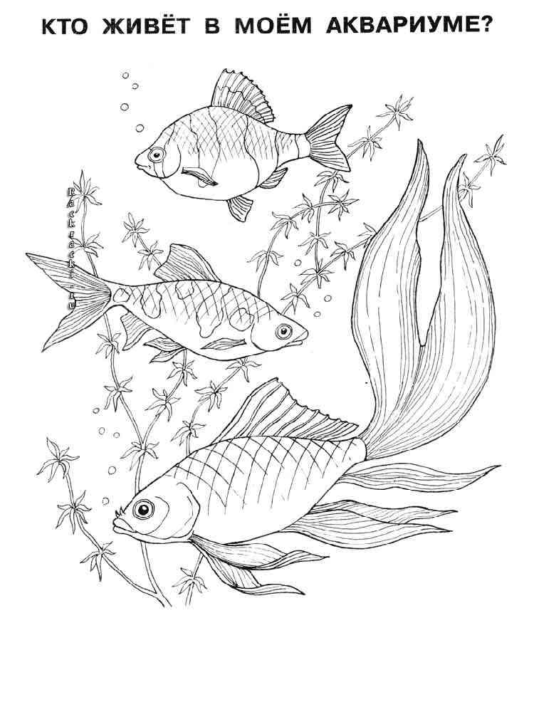 простые раскраска аквариумные рыбки для детей 7-8 лет