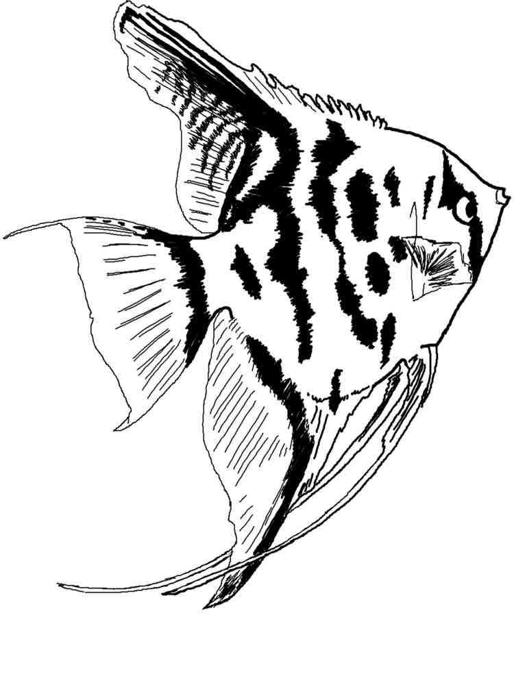 раскраска аквариумные рыбки для детей 2
