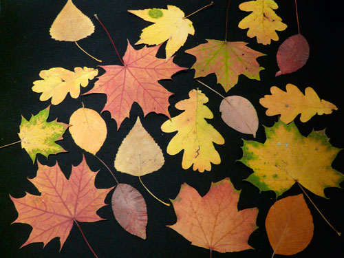 простые поделки из листьев в школу 8
