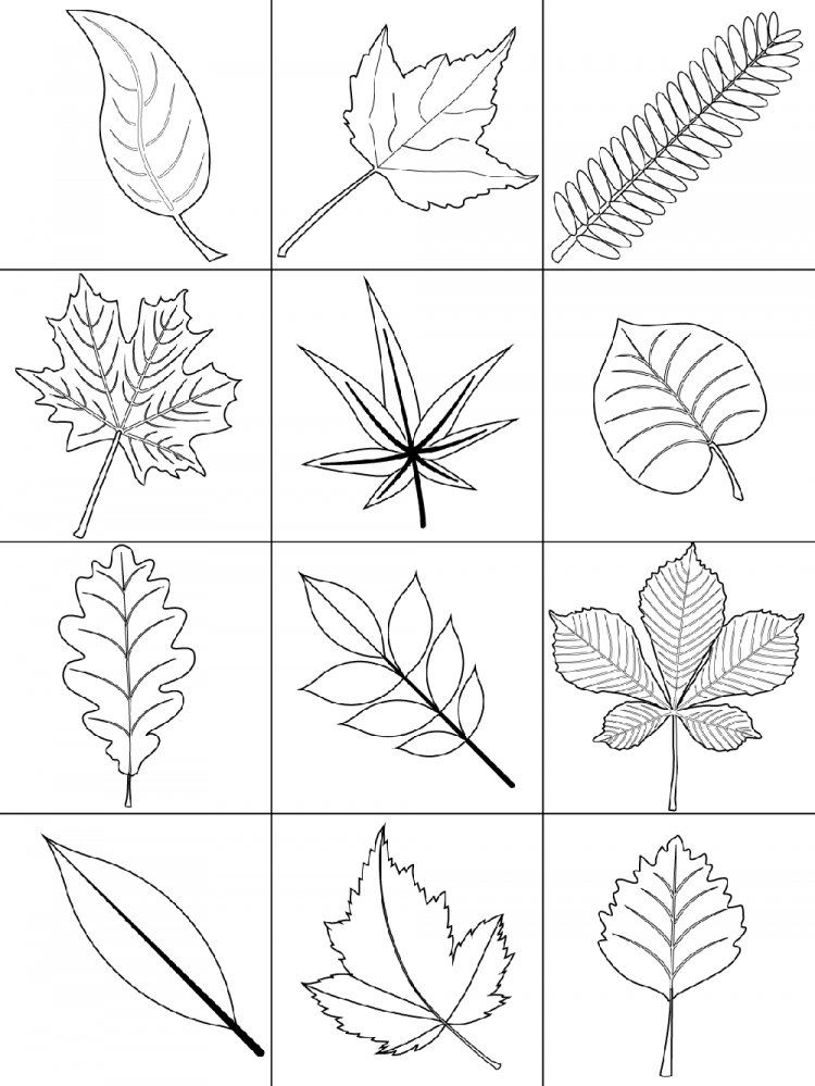 Осенние листья раскраска для детей 6
