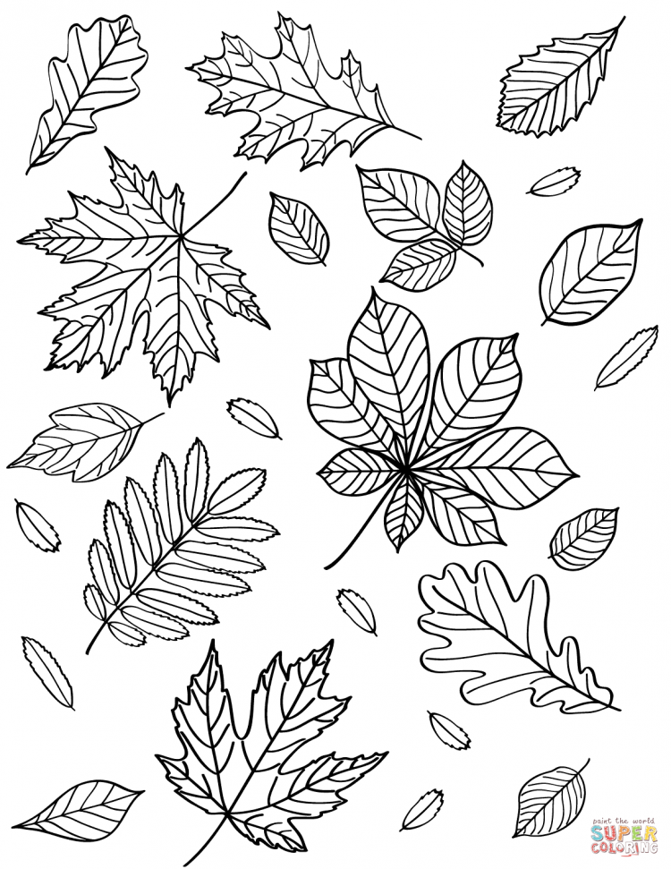 Осенние листья раскраска для детей 8
