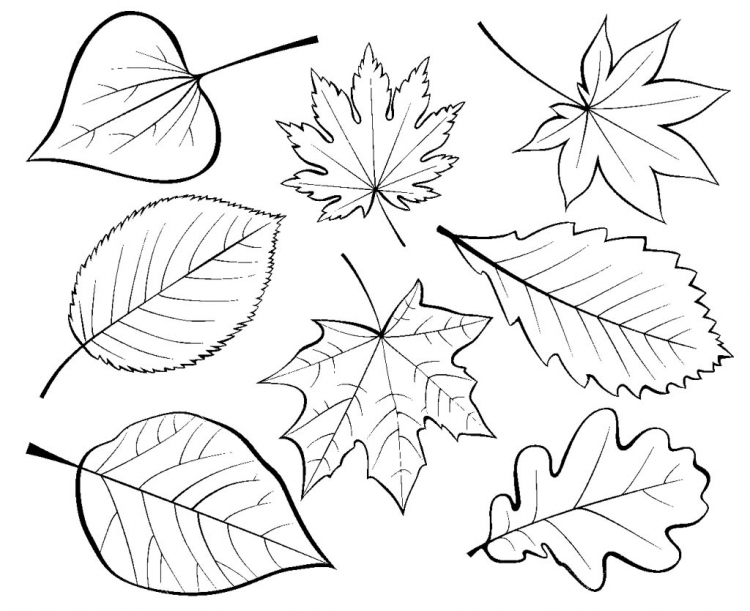 Осенние листья раскраска для детей 3