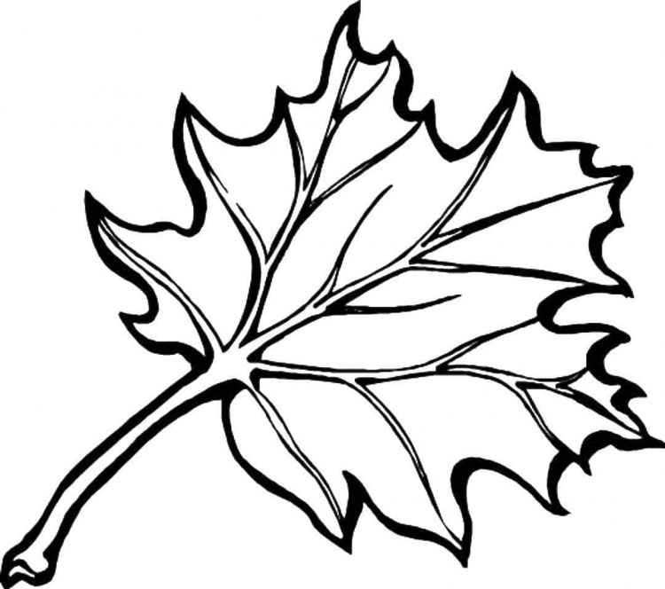 листья раскраска для детей 3-4 лет в детском саду 5
