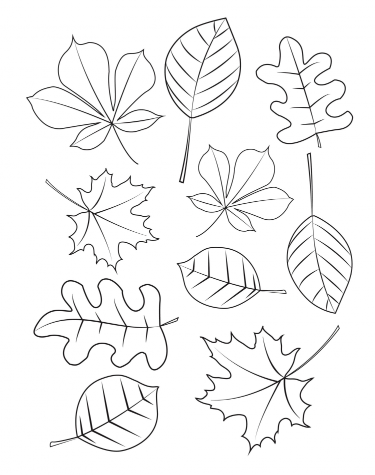 Осенние листья раскраска для детей 9