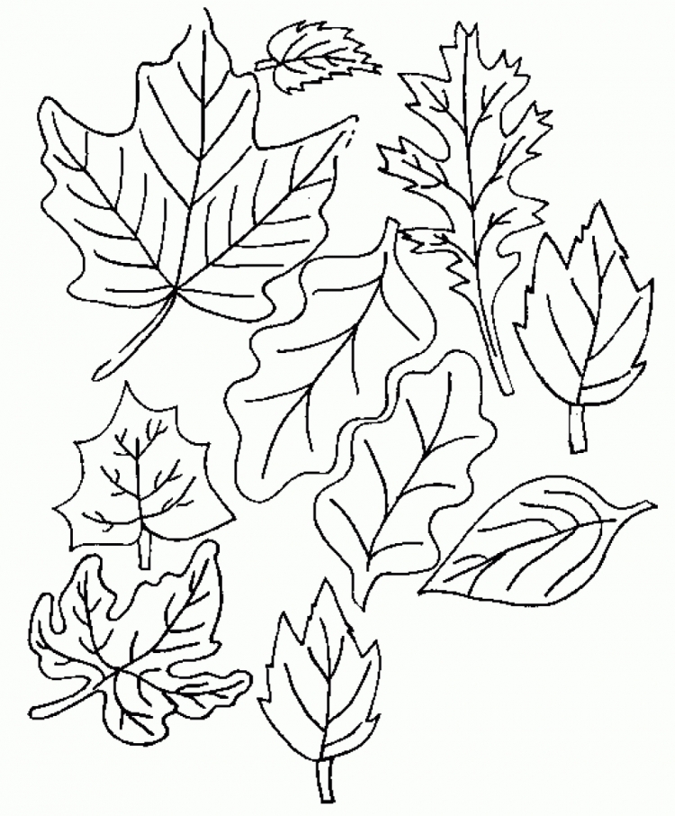 осенние листья распечатать раскраска