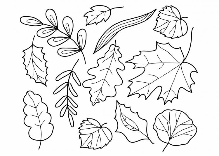 осенние листья распечатать раскраска 9