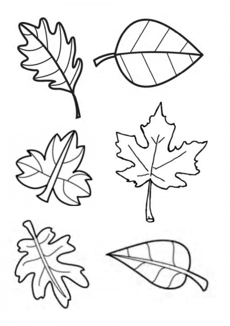 картинки осенних листьев раскраска 6