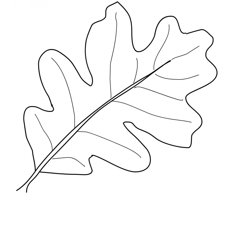 осенние листья распечатать раскраска 8