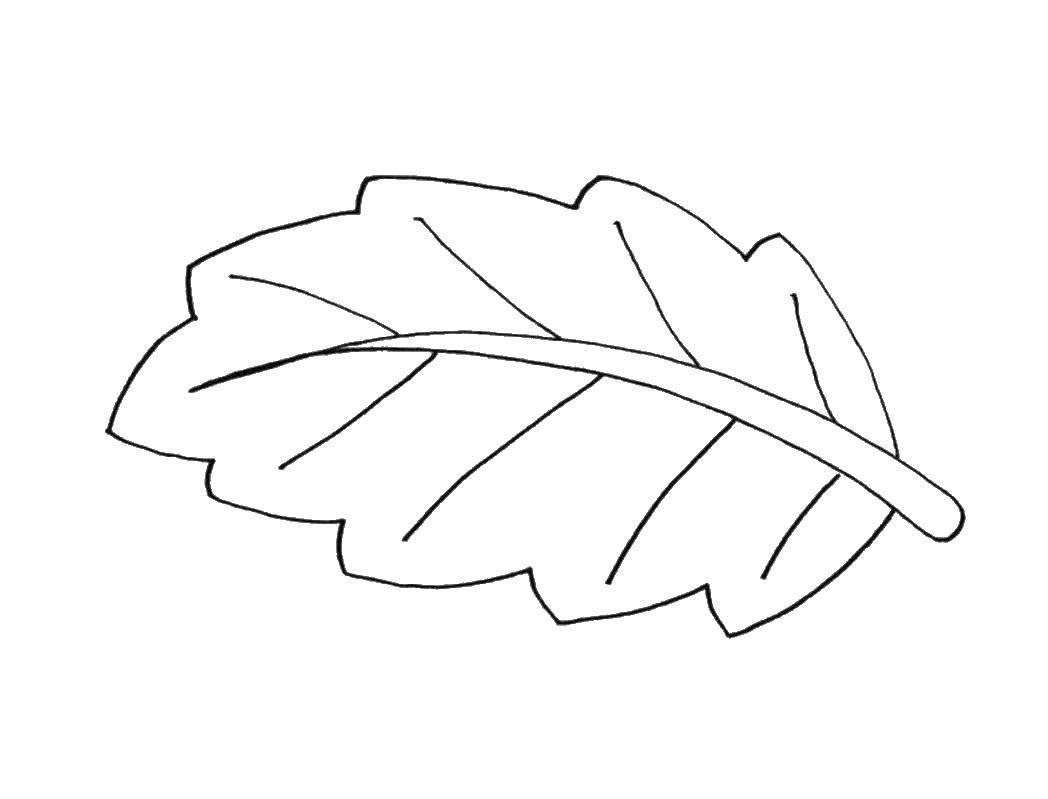 листья раскраска для детей 4