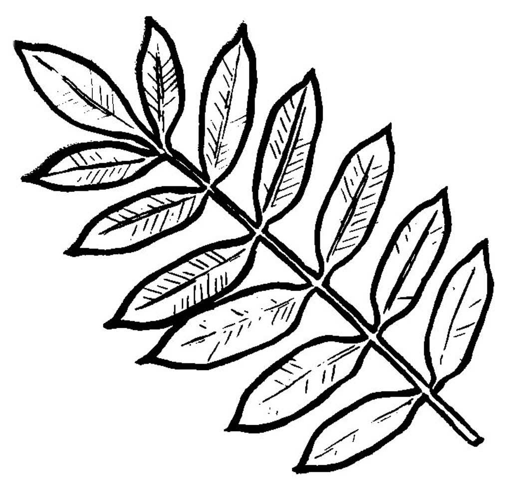 листья раскраска для детей 6