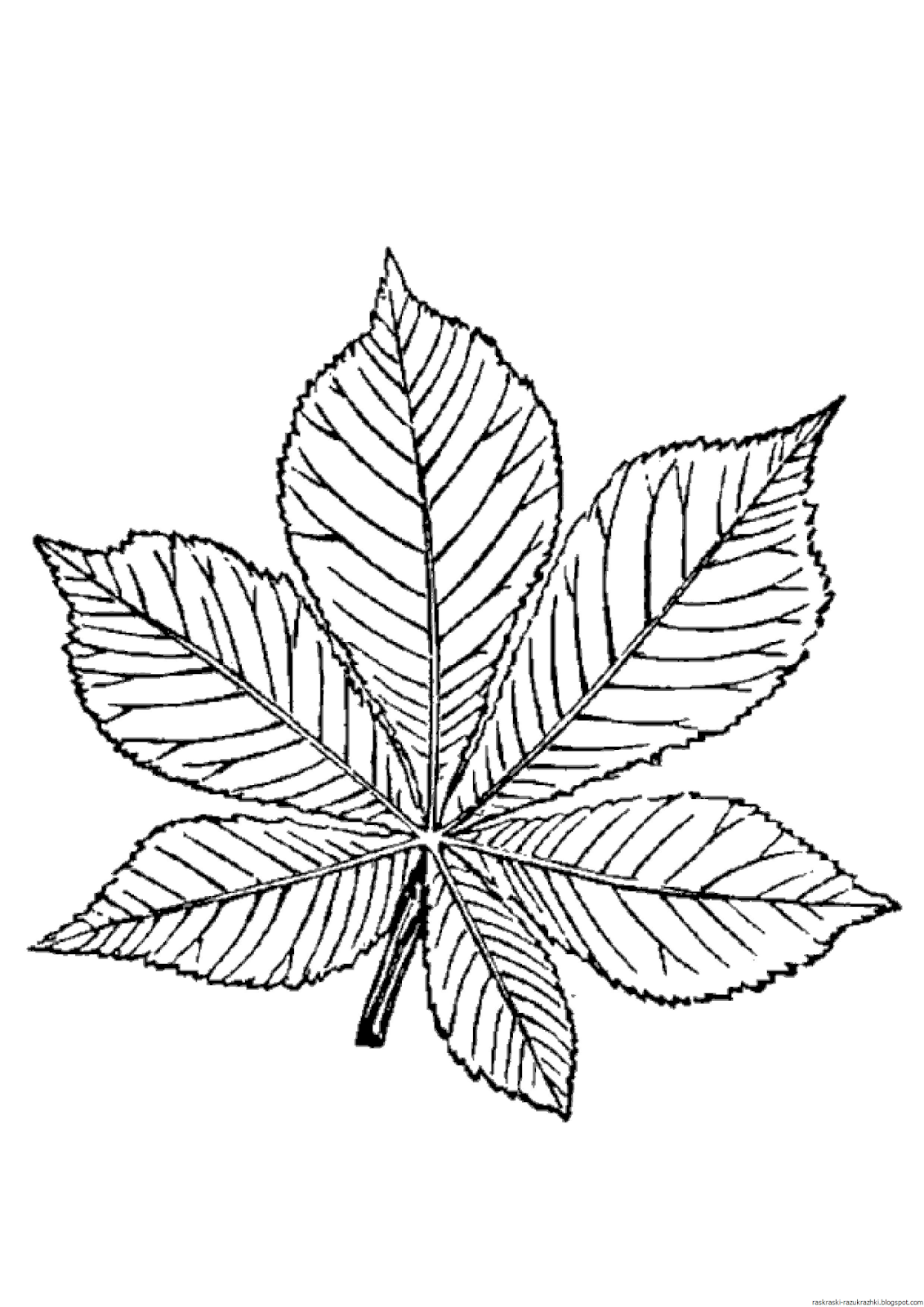 листья раскраска для детей 9