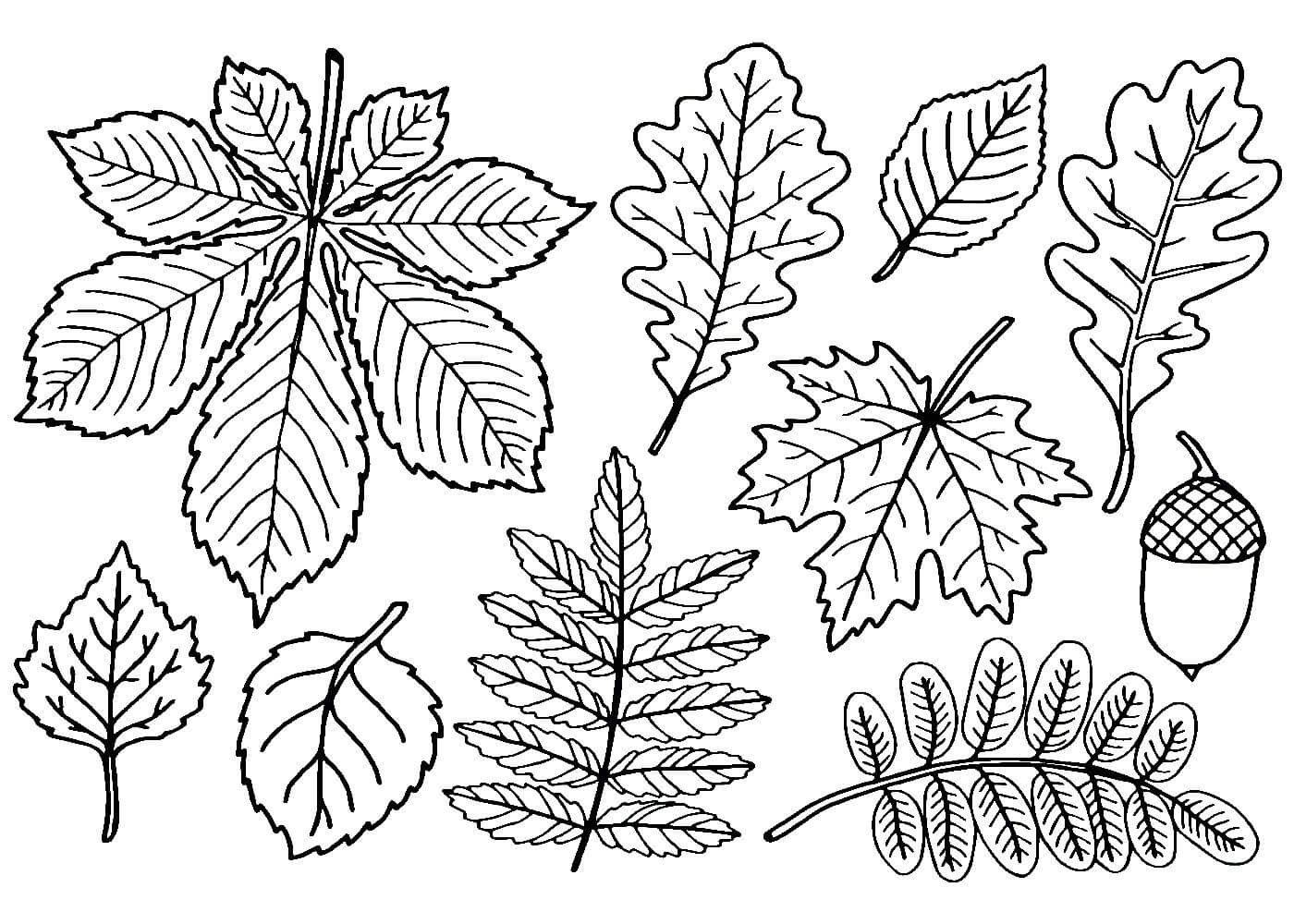 раскраска листьев для детей 3