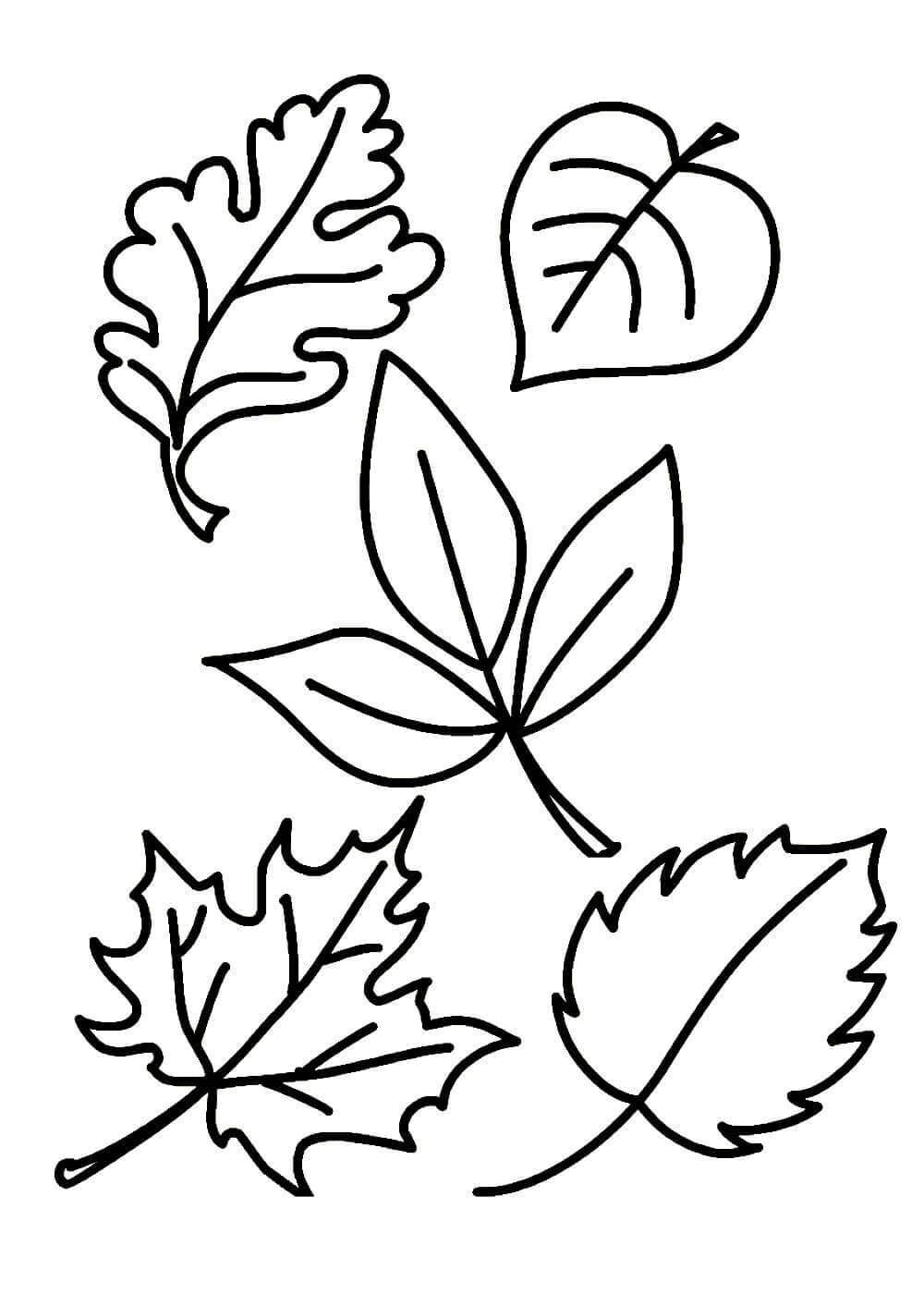 раскраска листьев для детей 10