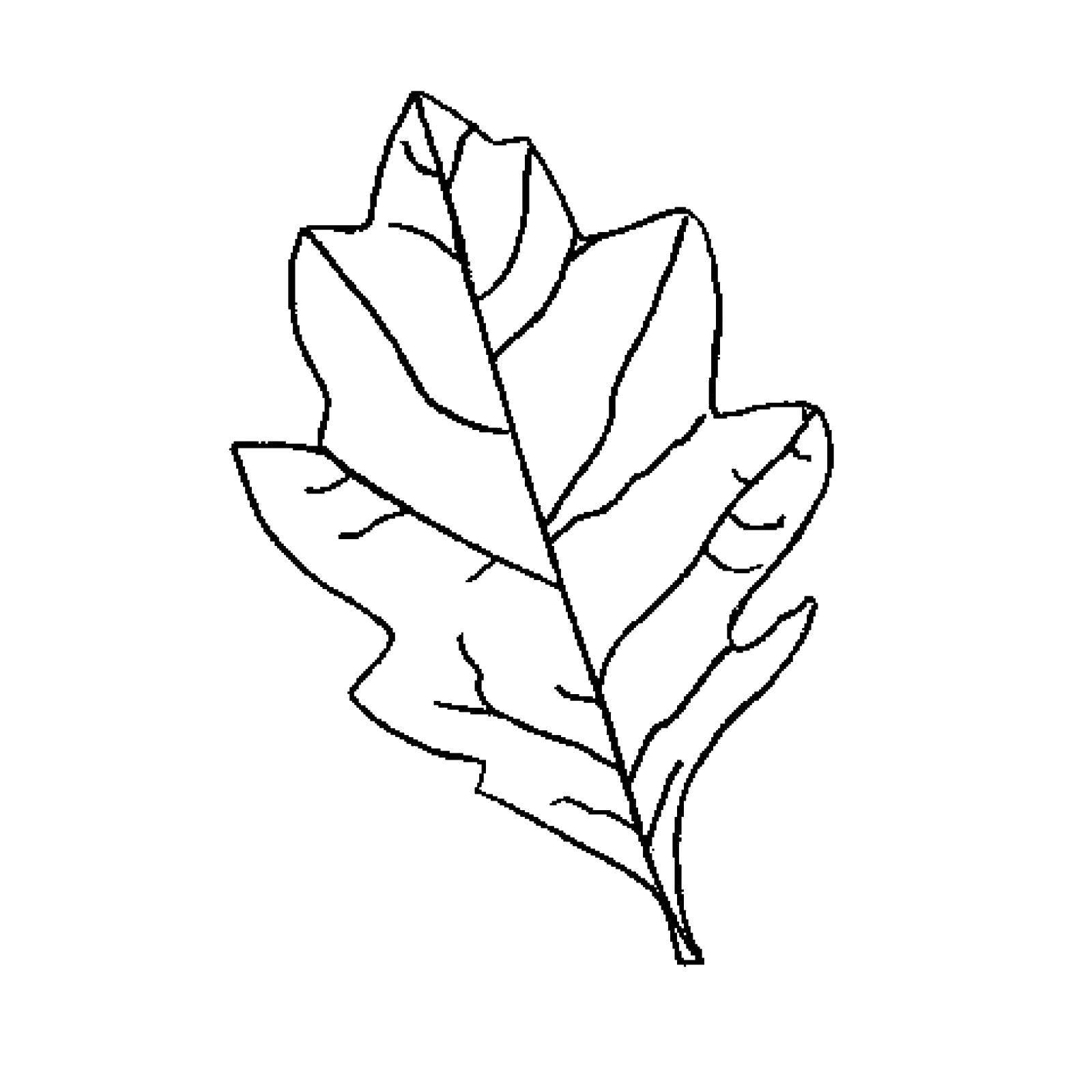 осенние листья для раскраски и вырезания 4