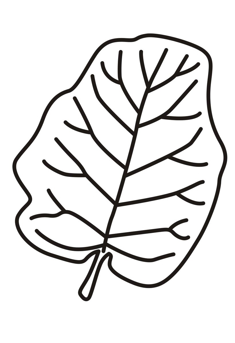 простые осенние листья раскраска для детей 5