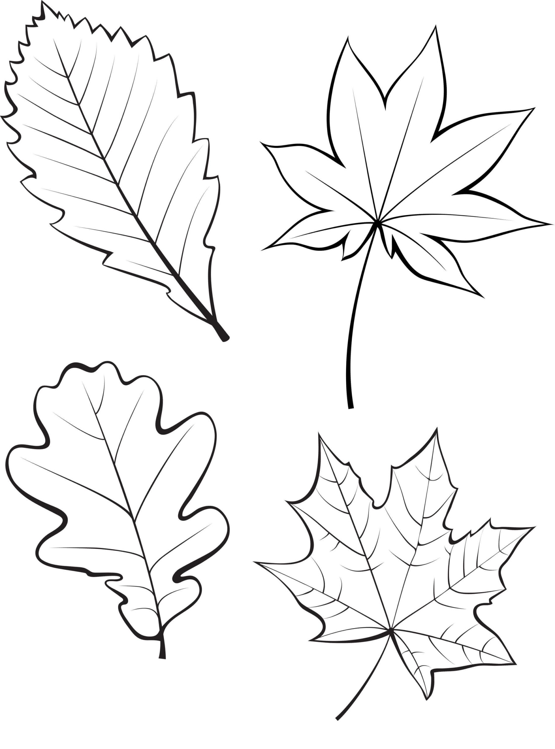 простые осенние листья раскраска для детей распечатать 6