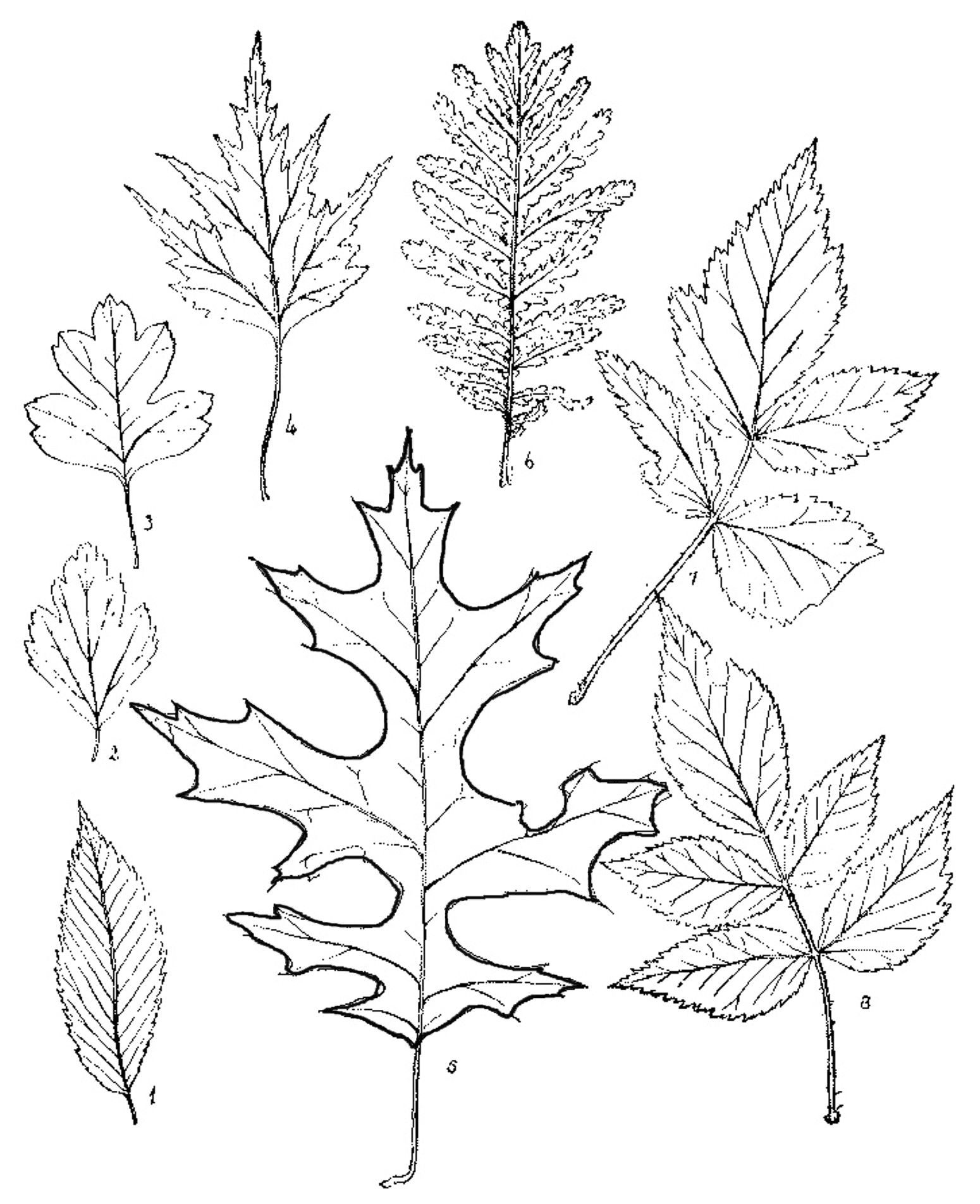 осенние листья раскраска для детей распечатать шаблоны 5