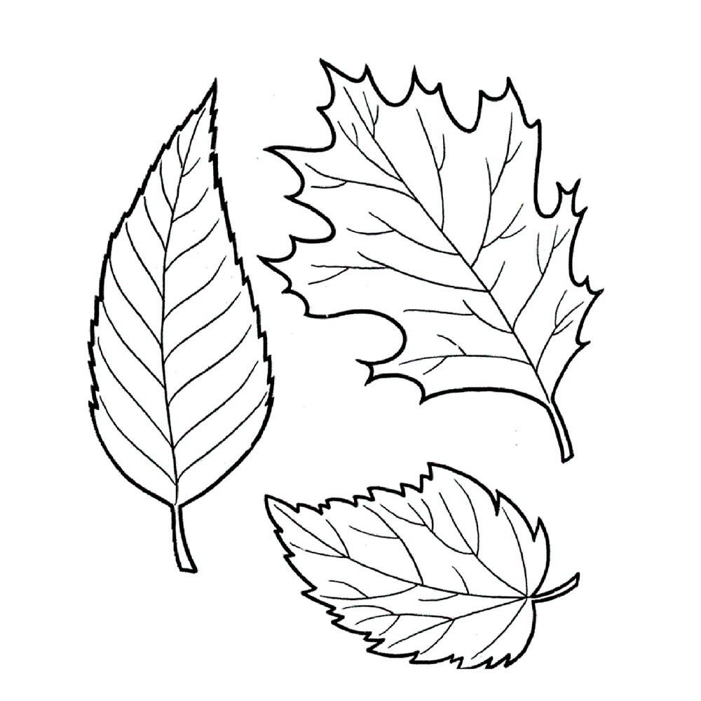 осенние листья раскраска для детей распечатать 10