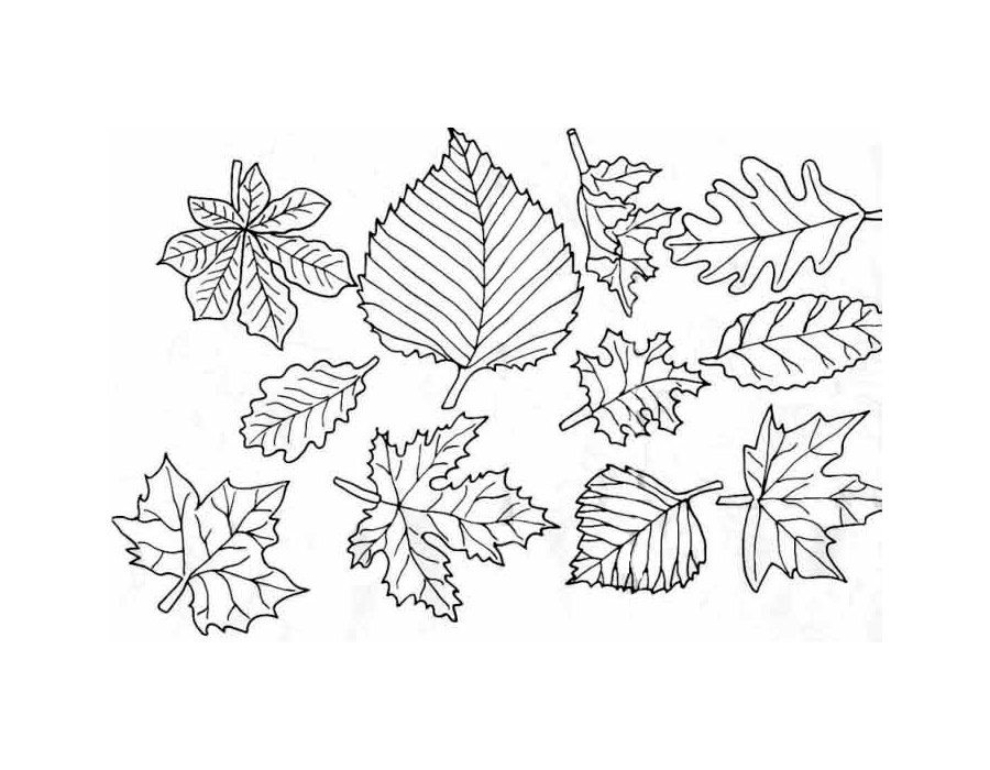 раскраски осенние листья распечатать бесплатно