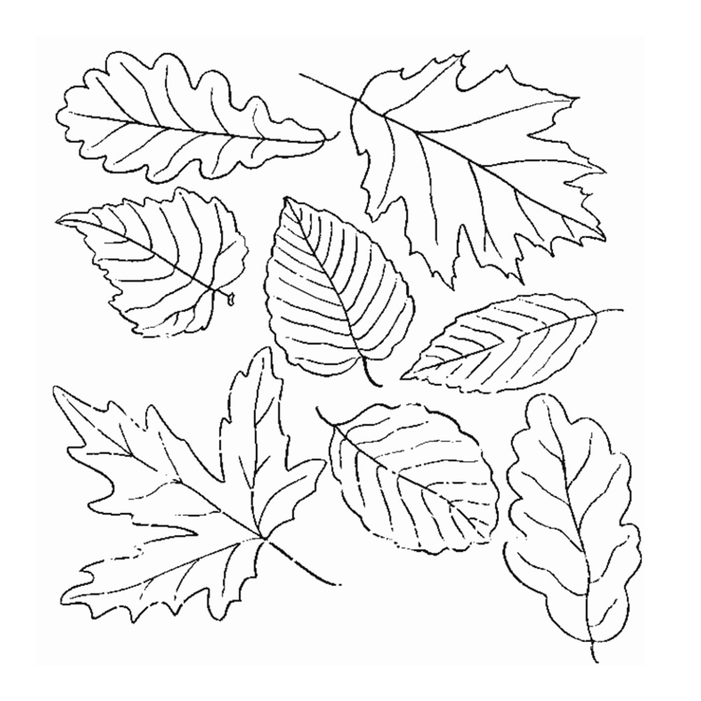 картинки осенних листьев раскраска 8