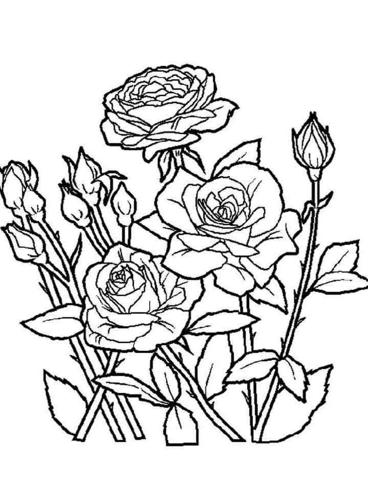 цветок роза раскраска для детей распечатать 10