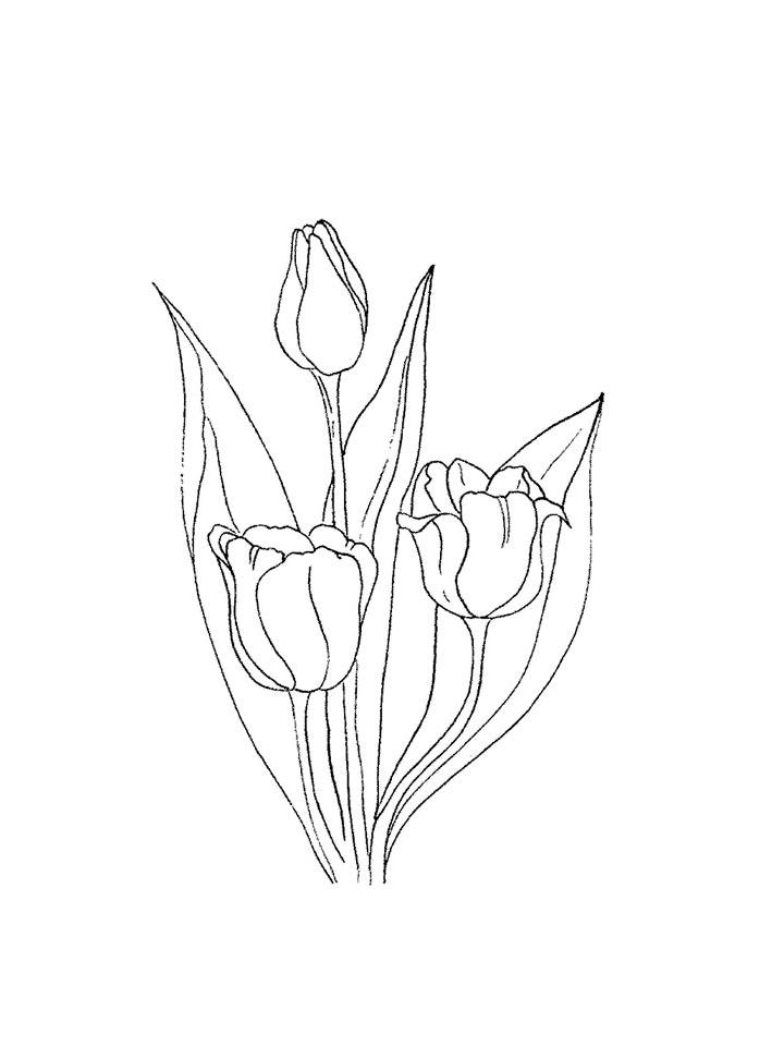 раскраска тюльпаны для детей 6-7 лет 8