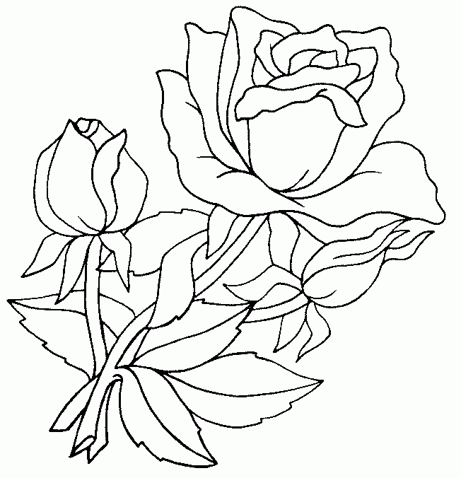 раскраски цветы розы распечатать 2