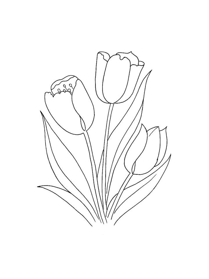 раскраска тюльпаны для детей 6-7 лет 10