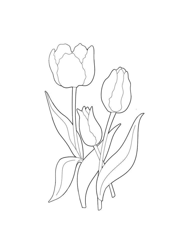 раскраска тюльпаны для детей 4-5 лет 3