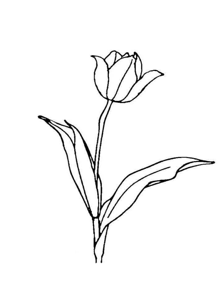 раскраска букет тюльпанов на 8 марта 3