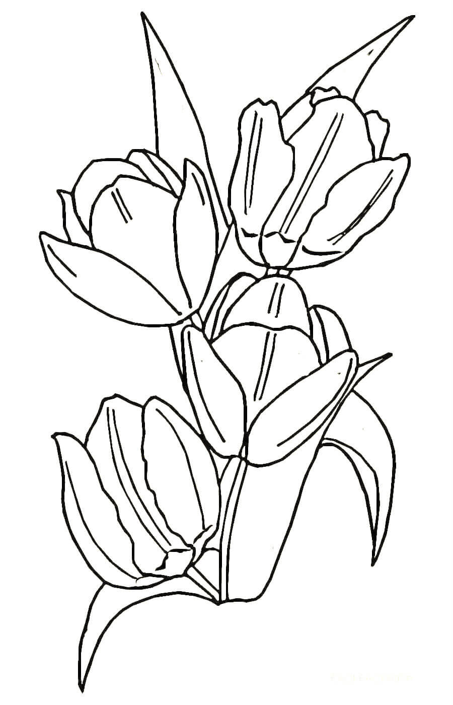 раскраска тюльпаны на 8 марта для детей 8
