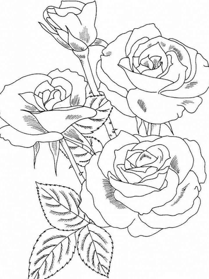 роза картинка для детей раскраска 8