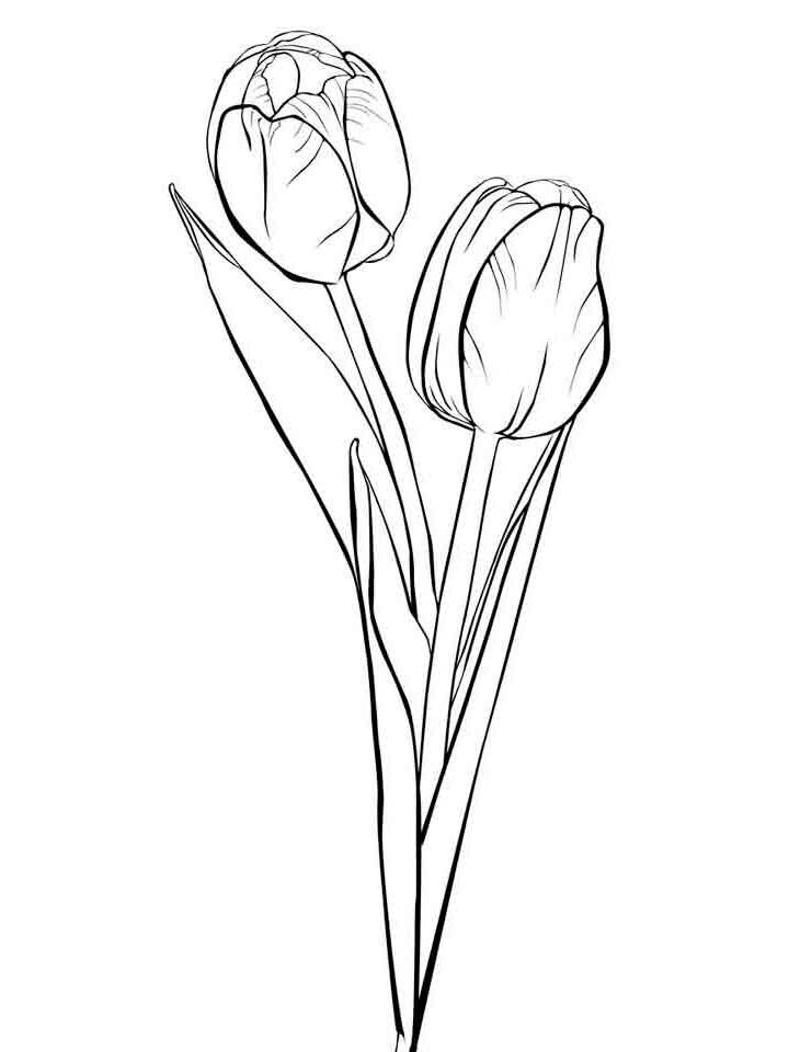 раскраска букет тюльпанов на 8 марта 7