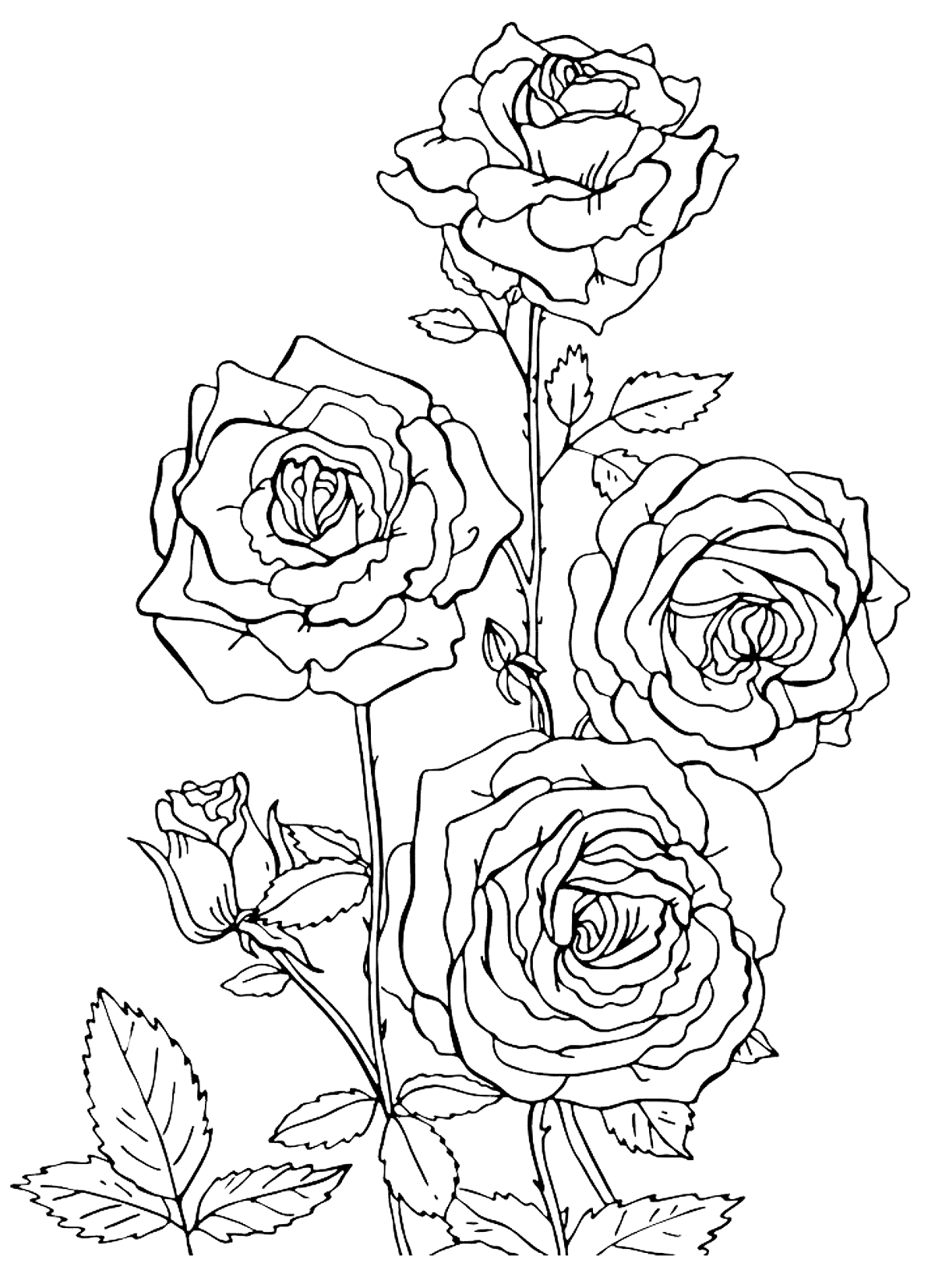 раскраски цветы розы распечатать 3