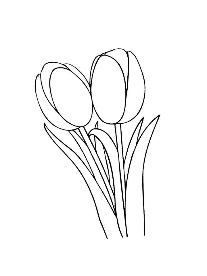 раскраска тюльпаны для детей 6-7 лет 9