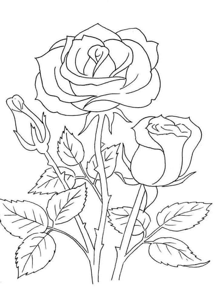 цветок роза раскраска для детей распечатать 6