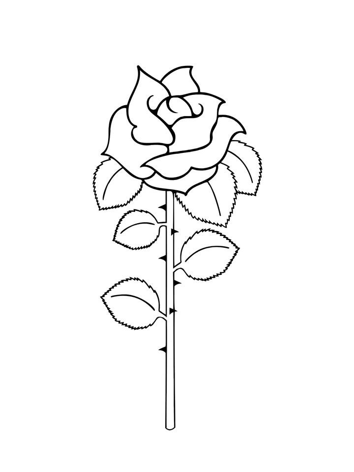 раскраски для детей роза цветок 9
