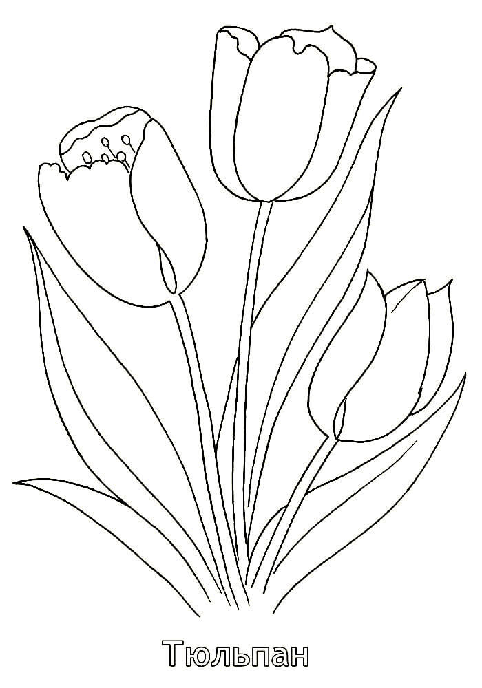 раскраска тюльпаны на 8 марта для детей шаблоны 6