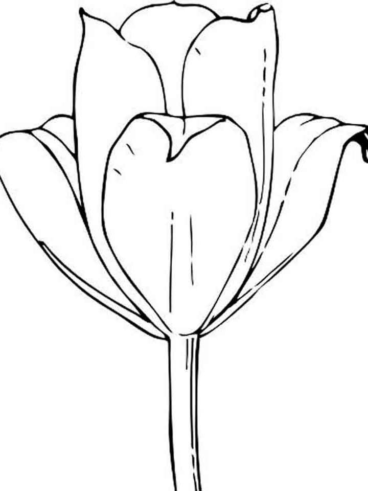 раскраска тюльпаны в вазе для детей