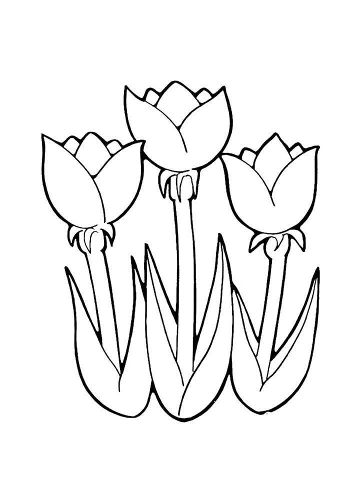 раскраска тюльпаны для детей 5-6 лет распечатать бесплатно 2