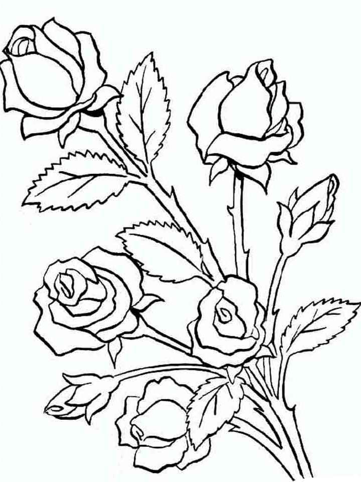 раскраски маленькие розы 2
