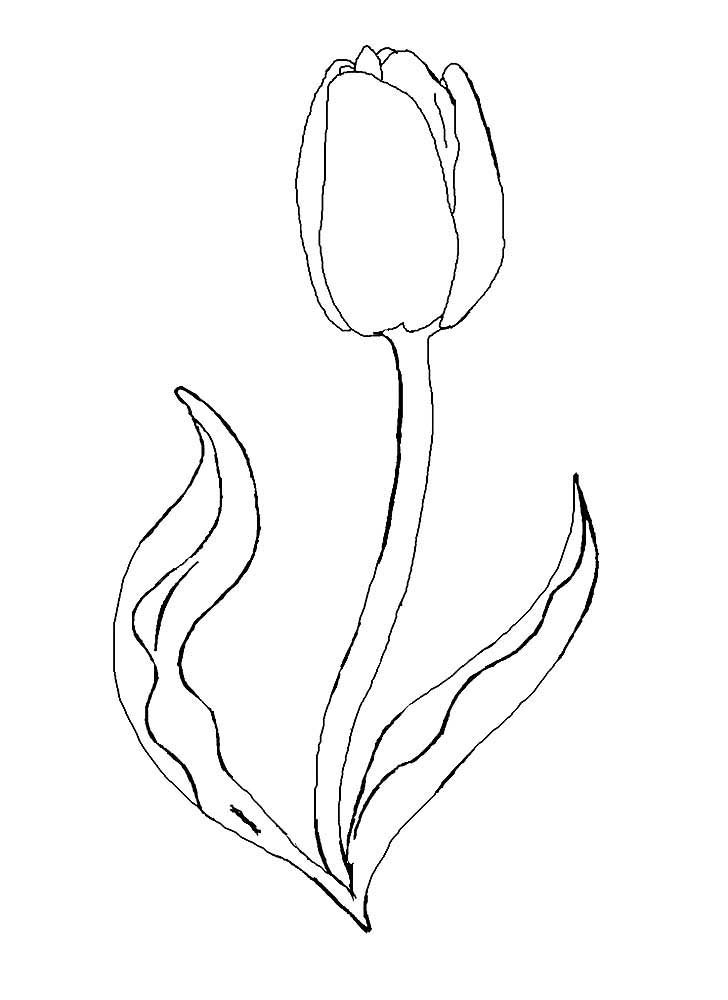 раскраска тюльпаны в вазе для детей 5