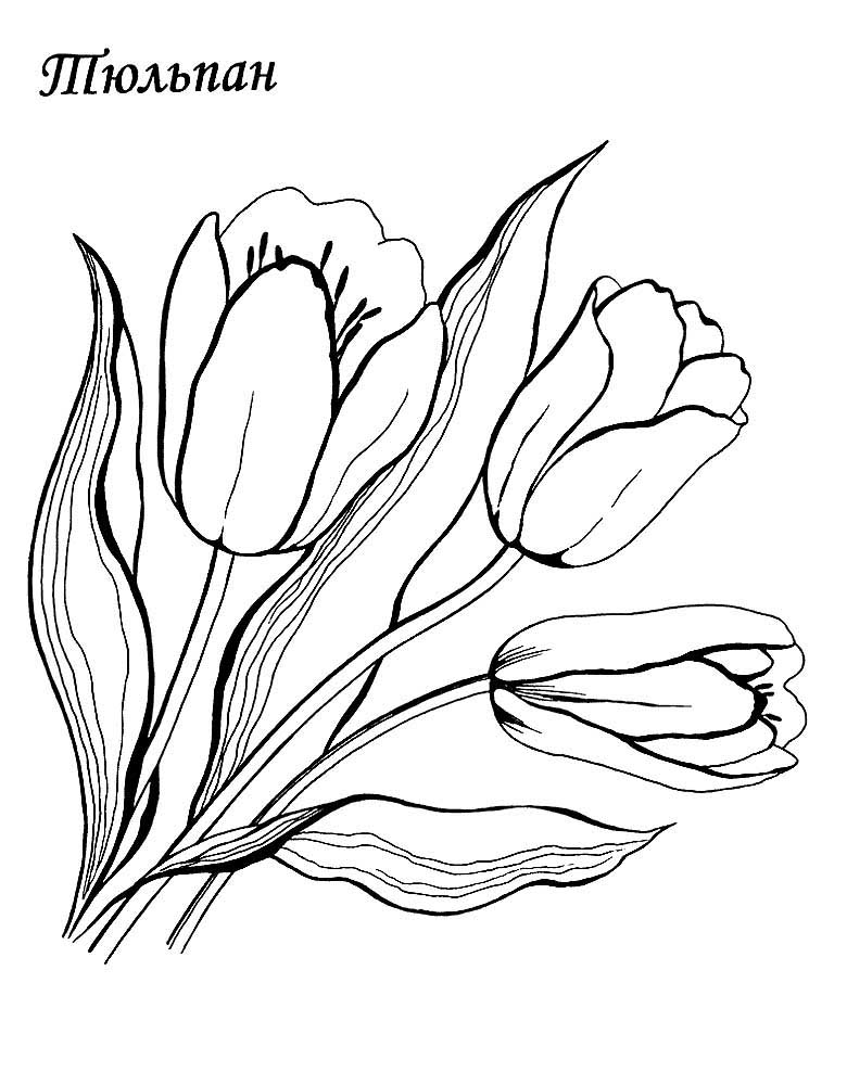 цветы тюльпаны картинки раскраски 4