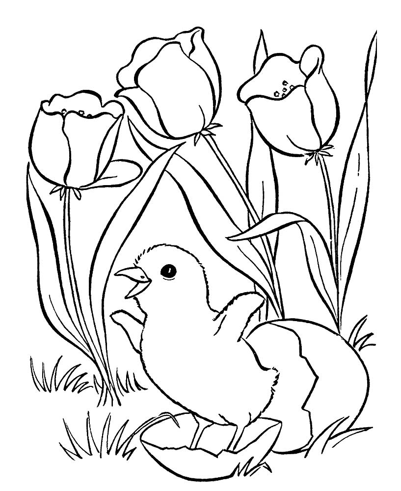 цветы тюльпаны картинки раскраски 10